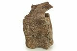 Hadrosaur (Edmontosaurus) Caudal Vertebra - Wyoming #265526-3